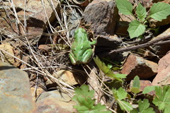 Hyla felixarabica