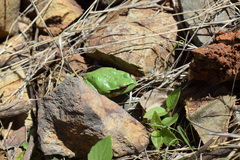 Hyla felixarabica
