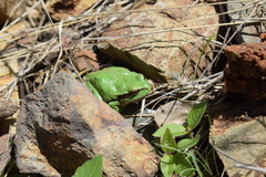 Hyla felixarabica