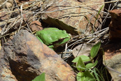 Hyla felixarabica