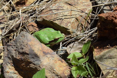 Hyla felixarabica