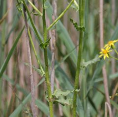 Senecio umbrosus