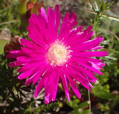 Ruschia duthiae