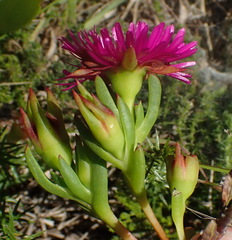 Ruschia duthiae
