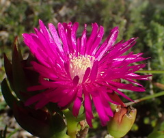 Ruschia duthiae