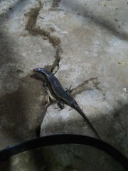 Eutropis multifasciata