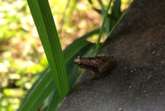 Microhyla nilphamariensis