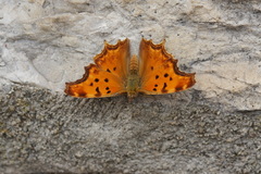 Polygonia egea