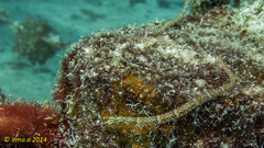 Corythoichthys schultzi