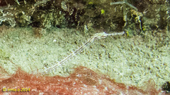 Corythoichthys schultzi