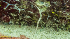 Corythoichthys schultzi