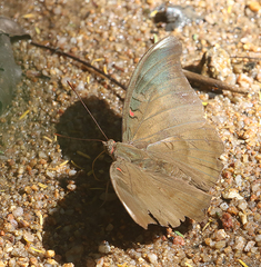 Dophla evelina