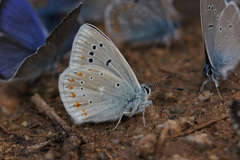 Polyommatus dorylas