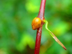 Hemisphaerius formosus