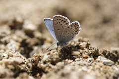 Pseudophilotes vicrama