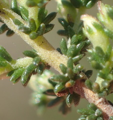 Aspalathus hispida albiflora