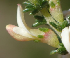 Aspalathus hispida albiflora
