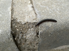 Ommatoiulus diplurus