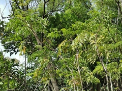 Radermachera frondosa