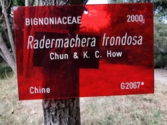 Radermachera frondosa