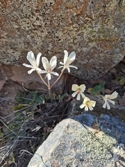 Pelargonium articulatum