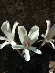 Pelargonium articulatum