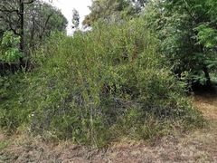 Bauhinia brachycarpa
