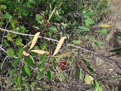 Bauhinia brachycarpa