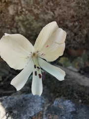 Pelargonium articulatum