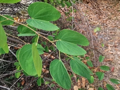 Bauhinia brachycarpa