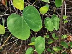 Bauhinia brachycarpa