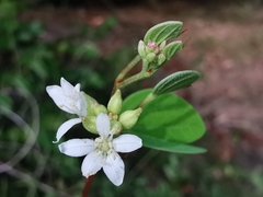 Bauhinia brachycarpa