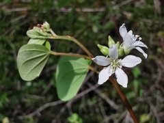 Bauhinia brachycarpa
