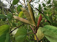 Bauhinia brachycarpa