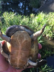 Chelodina expansa