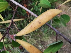 Bauhinia brachycarpa
