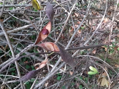 Bauhinia brachycarpa