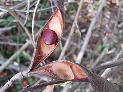 Bauhinia brachycarpa