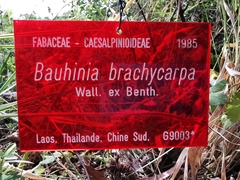 Bauhinia brachycarpa