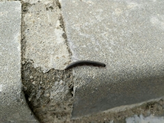 Ommatoiulus diplurus