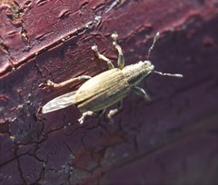 Sitona lineatus
