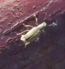 Sitona lineatus