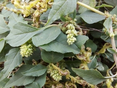 Amaranthus deflexus