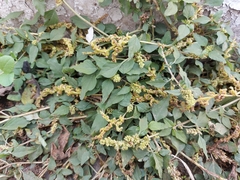 Amaranthus deflexus
