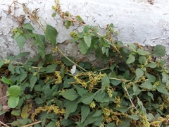 Amaranthus deflexus