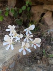 Pelargonium articulatum