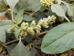 Amaranthus deflexus