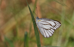 Appias libythea