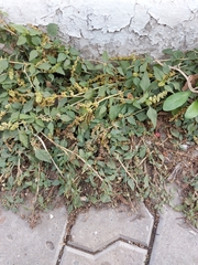 Amaranthus deflexus