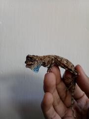 Draco volans